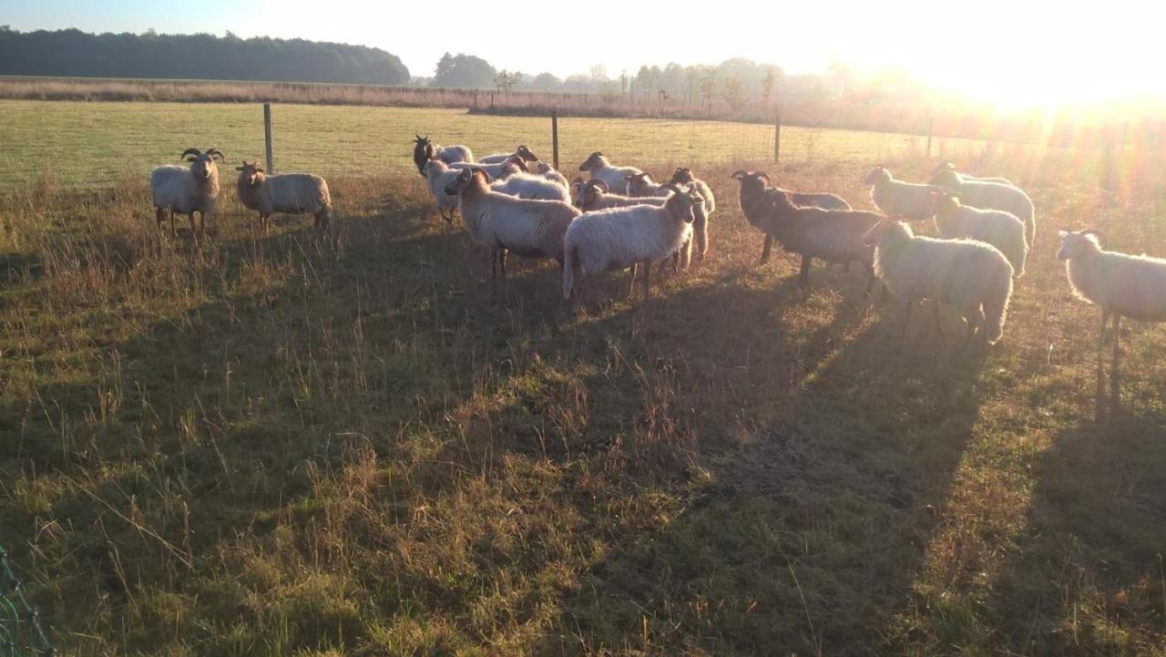 Pipowagen Elsebein Groningen Westerwolde Unieke Ligging Met Eigen Tuin En Vrij Uitzicht Over Veld Naar Natuurgebied Onstwedde Eksteriør bilde